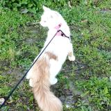 Photo de chat perdu à Colomiers