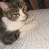 Photo de chat perdu à Chartres