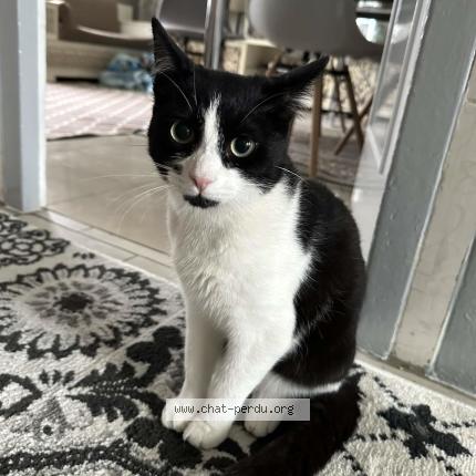 Photo 1/1 Minouche Chat perdu à Angouleme