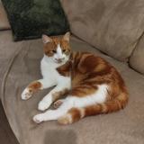 Photo de chat perdu à Laon