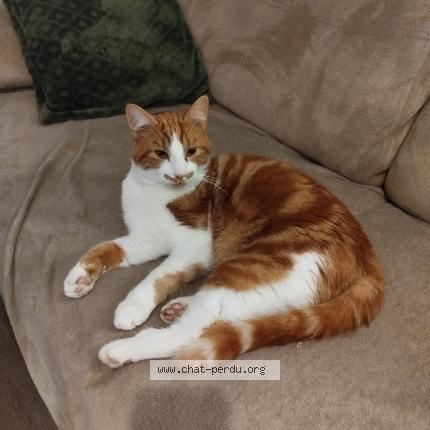 Photo 1/1 Appy Chat perdu à Laon