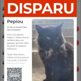 Photo de chat perdu à Sainteustache