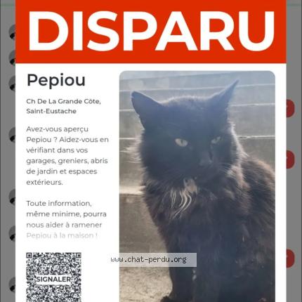 Photo 1/1 Pepiou Chat perdu à Saint Eustache