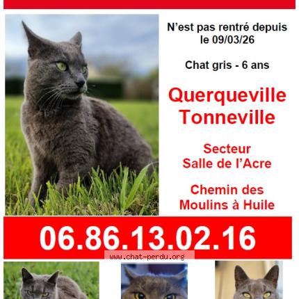 Photo 1/1 Kiki Chat perdu à Querqueville