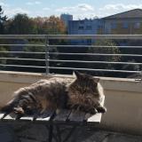 Photo de chat perdu à Toulouse