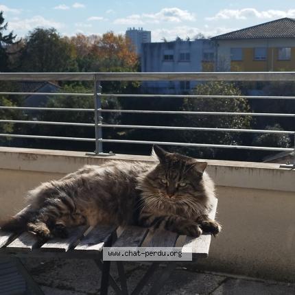 Photo 1/1 P'tit pote Chat perdu à Toulouse