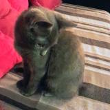 Photo de chat perdu à Montmorency