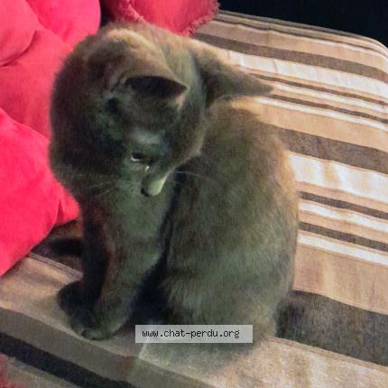 Photo 1/1 Jojo Chat perdu à Montmorency