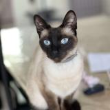 Photo de chat perdu à Vatteville La Rue