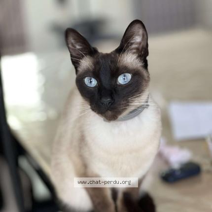 Photo 1/1 Alaska Chat perdu à Vatteville la rue