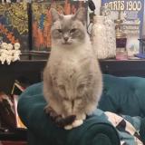 Photo de chat perdu à Maisons Laffitte