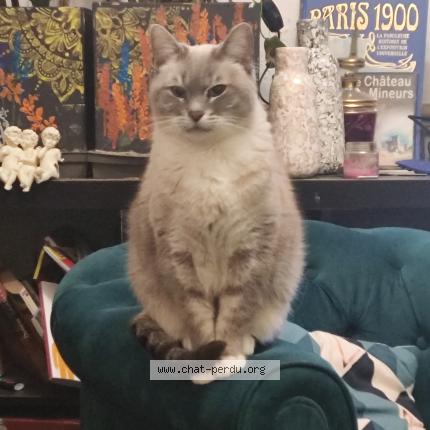 Photo 1/1 Isidore Chat perdu à Maisons laffitte