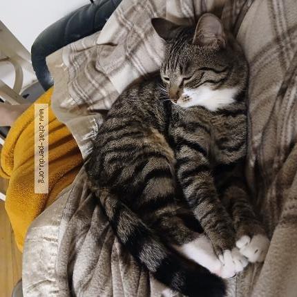 Photo 1/1 Chat retrouvé Perdu à Olby