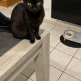 Photo de chat perdu à Isbergues