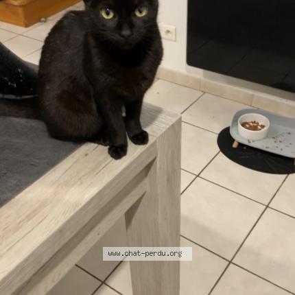 Photo 1/1 C&acirc;line Chat perdu à Isbergues