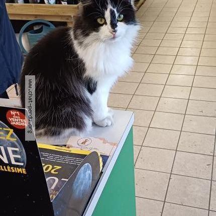 Photo 1/1 TSUKI Chat perdu à Bourgueil