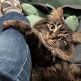 Photo de chat perdu à Otterburn Park