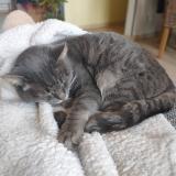 Photo de chat perdu à Saint Saire