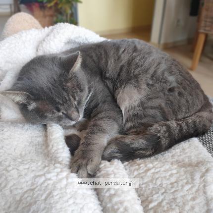 Photo 1/1 Voyou Chat perdu à Saint saire