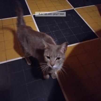 Photo 1/1 Chat trouvé Trouvé à Saint felix de foncaude