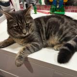 Photo de chat perdu à Dormans