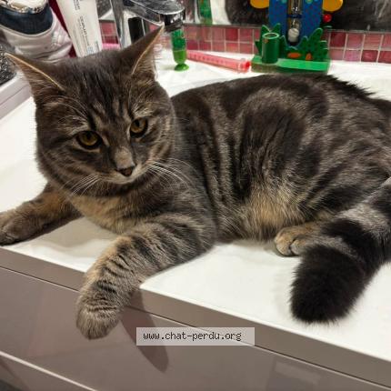 Photo 1/1 Pixel Chat perdu à Dormans