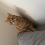 Photo de chat perdu à Choisy Le Roi