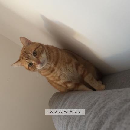 Photo 1/1 Match Chat perdu à Choisy le roi