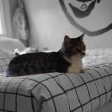 Photo de chat perdu à Charnay Les Macon