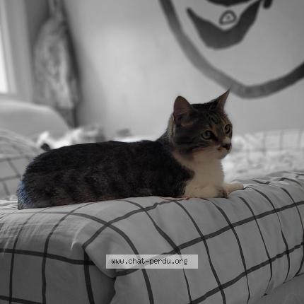 Photo 1/1 Moustache Chat perdu à Charnay les macon