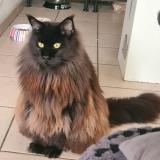 Photo de chat perdu à St Vincent De Paul