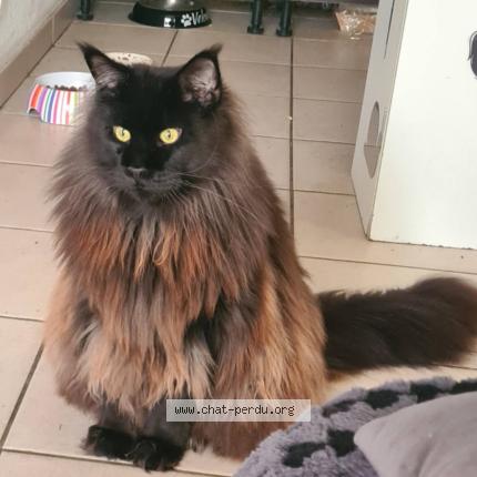 Photo 1/1 Velours Chat perdu à St vincent de paul