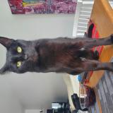 Photo de chat perdu à Quebec