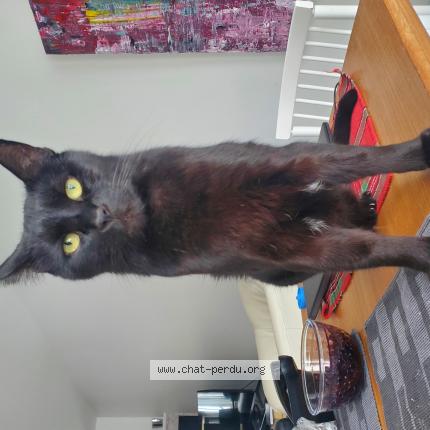 Photo 1/1 Noirot Chat perdu à Quebec