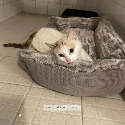 Photo 1/1 Chat trouvé Trouvé à Castelsarrasin