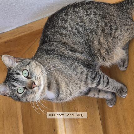 Photo 1/1 Chat retrouvé Perdu à Montpellier