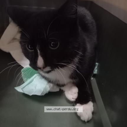 Photo 1/1 Chat trouvé Trouvé à Montauban