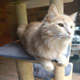 Photo de chat perdu à Perigueux