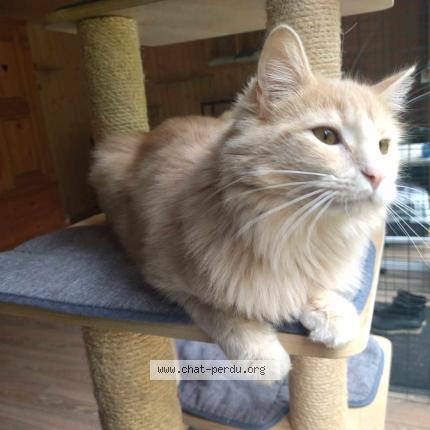 Photo 1/1 Luno Chat perdu à Perigueux