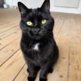 Photo de chat perdu à Vise