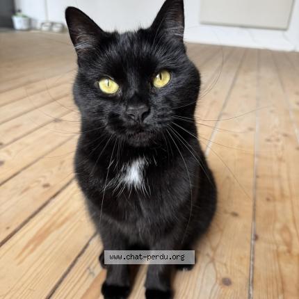 Photo 1/1 Agatha Chat perdu à Vise