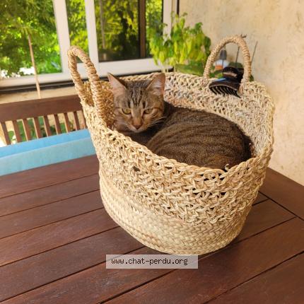 Photo de chat perdu à Fontvieille