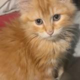 Photo de chat perdu à Senouillac