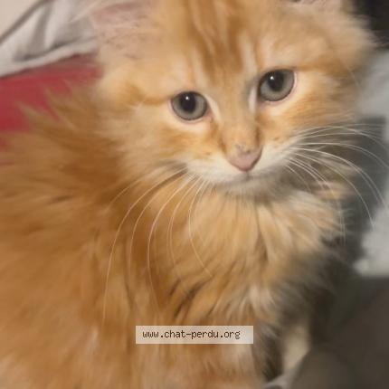 Photo 1/1 Oliver Chat perdu à Senouillac