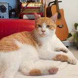 Photo de chat perdu à Bages