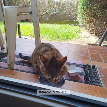 Photo 2/3 Chat trouvé Trouvé à Ingersheim