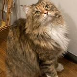 Photo de chat perdu à Paris