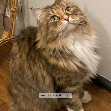 Photo 1/1 Petit poil Chat perdu à Paris