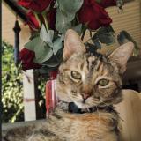 Photo de chat perdu à Sacacoyo