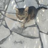 Photo de chat trouvé à Villemoustaussou